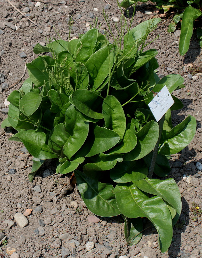 Image of Limonium coriarium specimen.