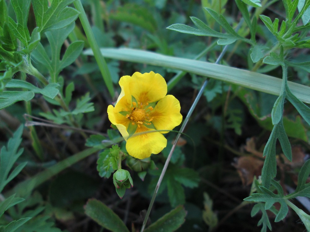 Image of Potentilla reptans specimen.