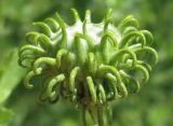 Grindelia squarrosa