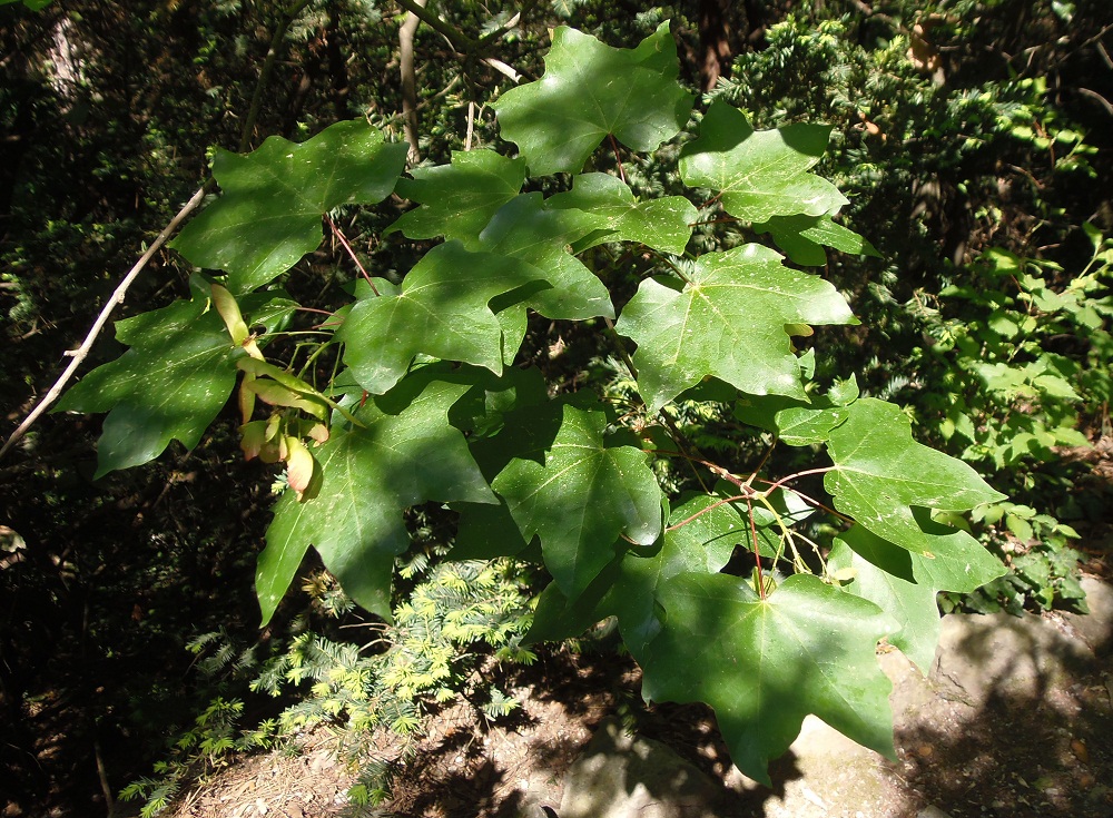 Image of Acer cappadocicum specimen.