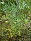 Artemisia jacutica. Часть побега цветущего растения. Якутия, Мегино-Кангаласский улус, пойма р. Лены. Начало августа 2013 г.