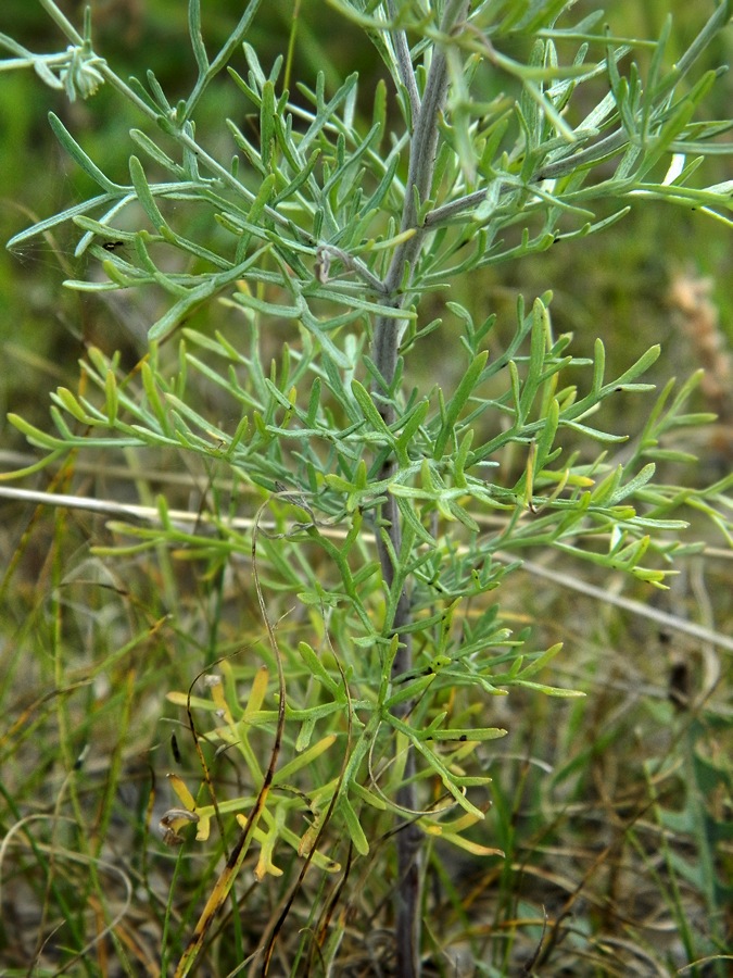 Image of Artemisia jacutica specimen.