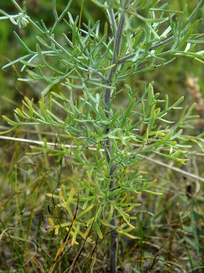 Изображение особи Artemisia jacutica.