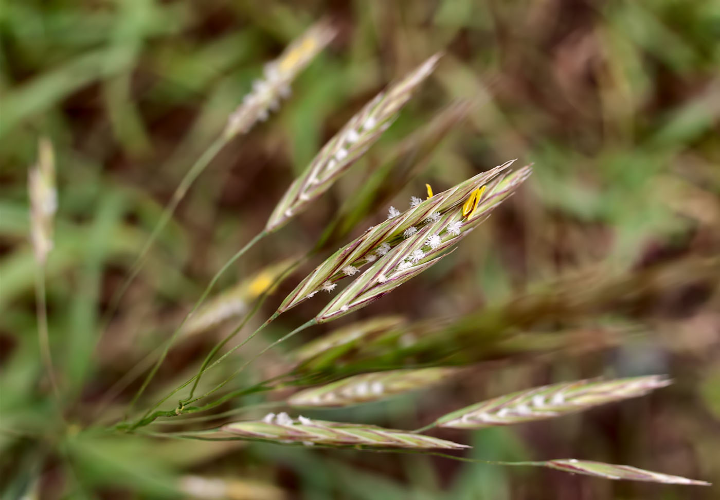 Изображение особи Bromopsis inermis.