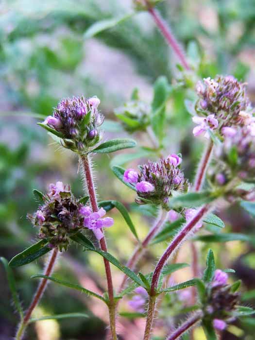 Изображение особи Thymus &times; tschernjajevii.