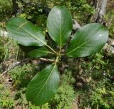 Populus suaveolens. Верхушка побега. Якутия, Хангаласский улус, берег р. Синей. Июль 2013 г.