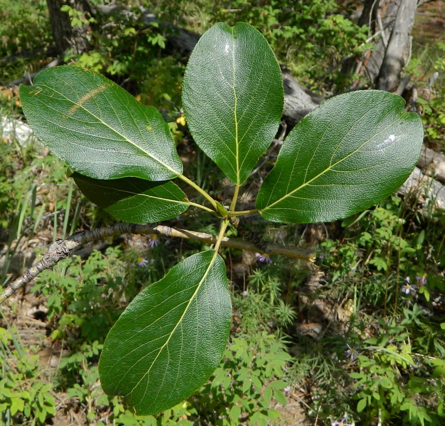 Image of Populus suaveolens specimen.