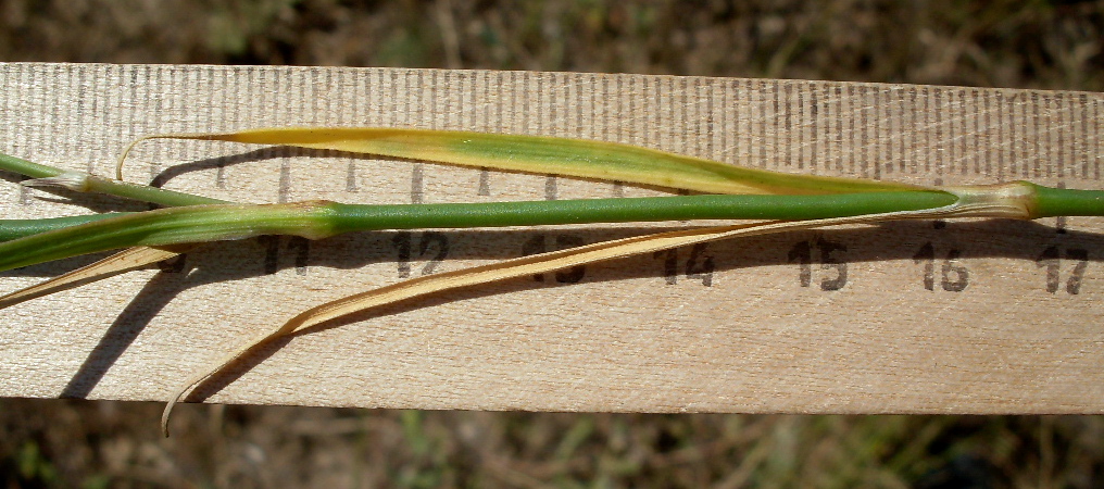 Image of Dianthus pallens specimen.