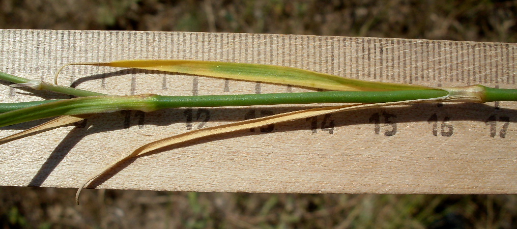 Image of Dianthus pallens specimen.