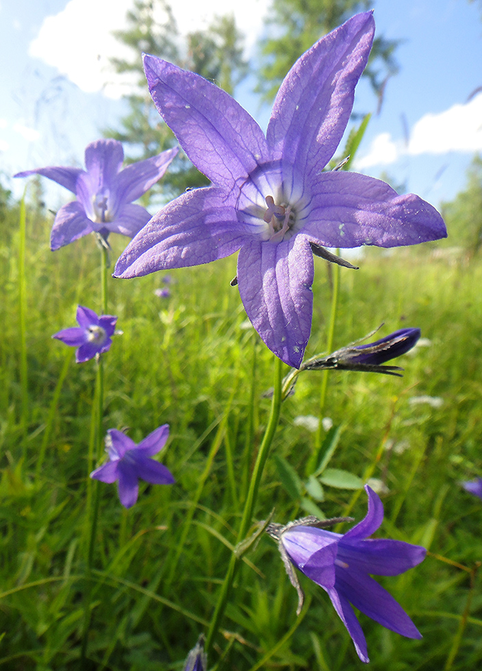 Изображение особи Campanula turczaninovii.