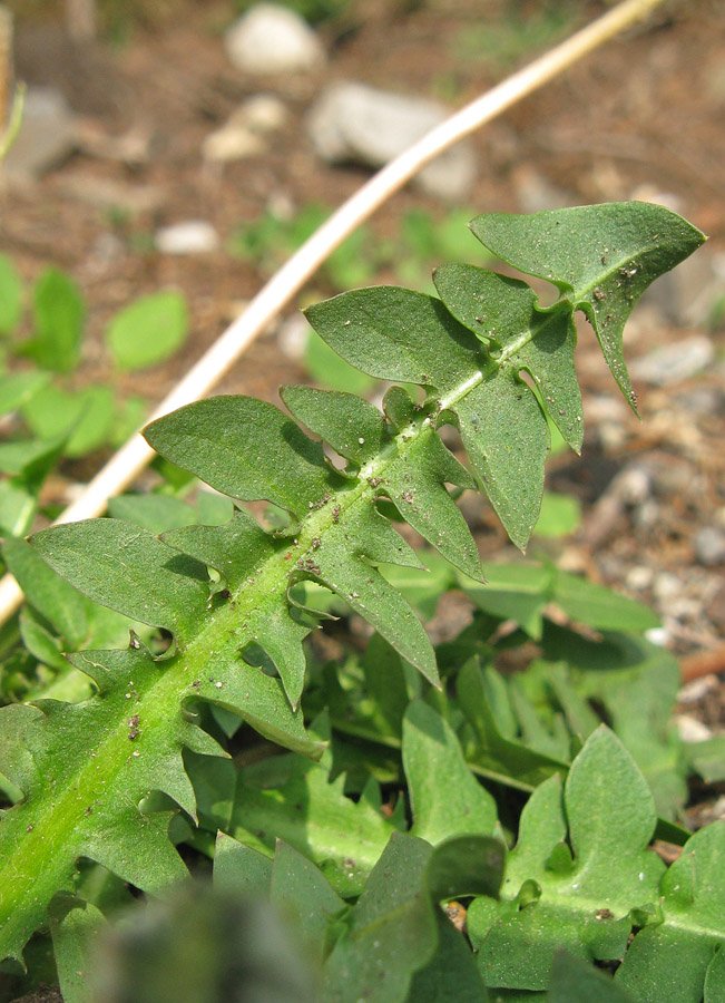 Image of Taraxacum hybernum specimen.