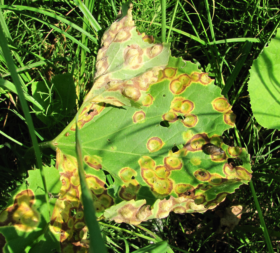 Image of Petasites spurius specimen.