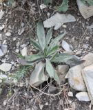 Plantago dubia