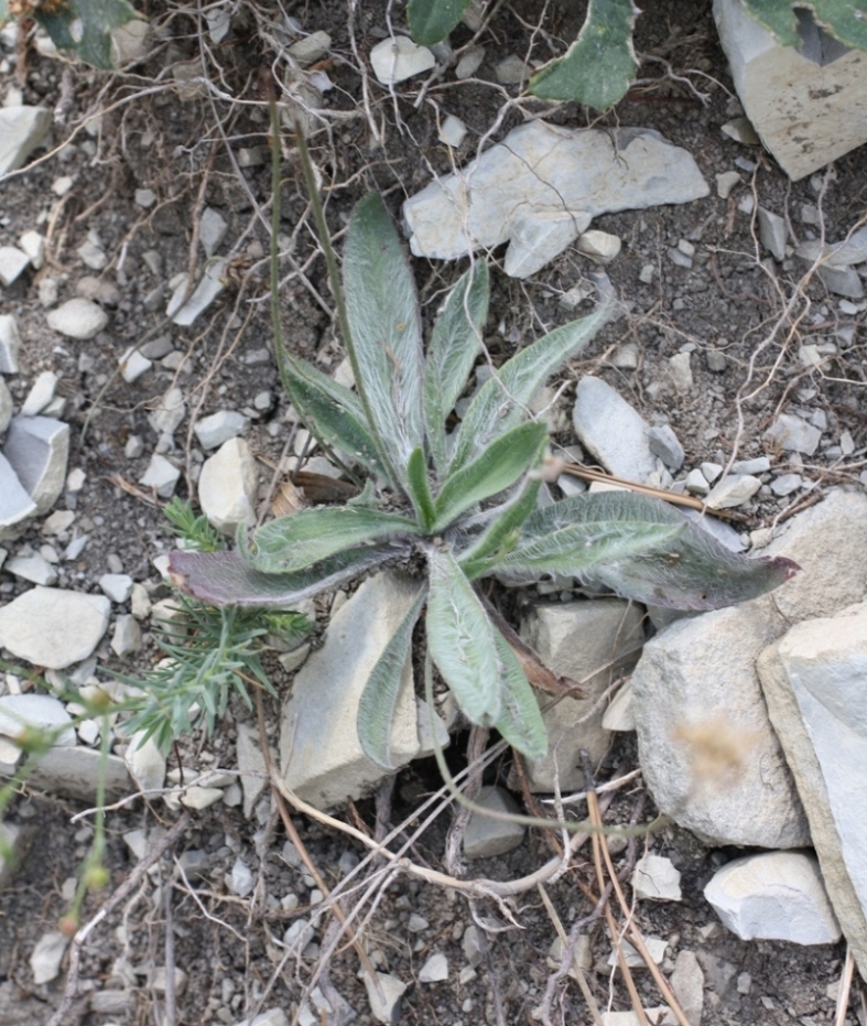 Image of Plantago dubia specimen.