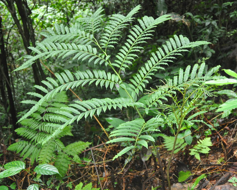 Image of Angiopteris evecta specimen.