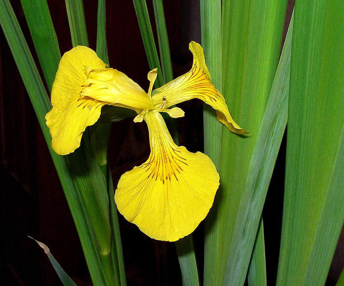 Image of Iris pseudacorus specimen.