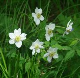 Anemonastrum crinitum. Соцветие. Иркутская обл., Иркутский р-н, окр. пос. Марково, опушка леса у р. Кая. 23.06.2013.