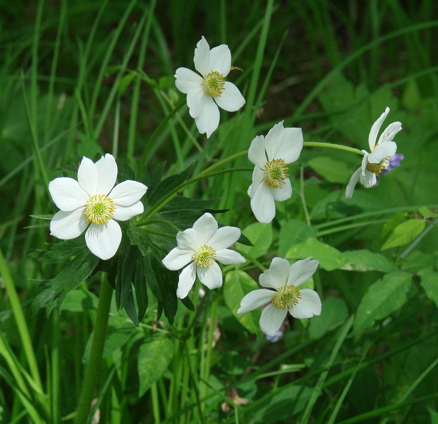 Изображение особи Anemonastrum crinitum.