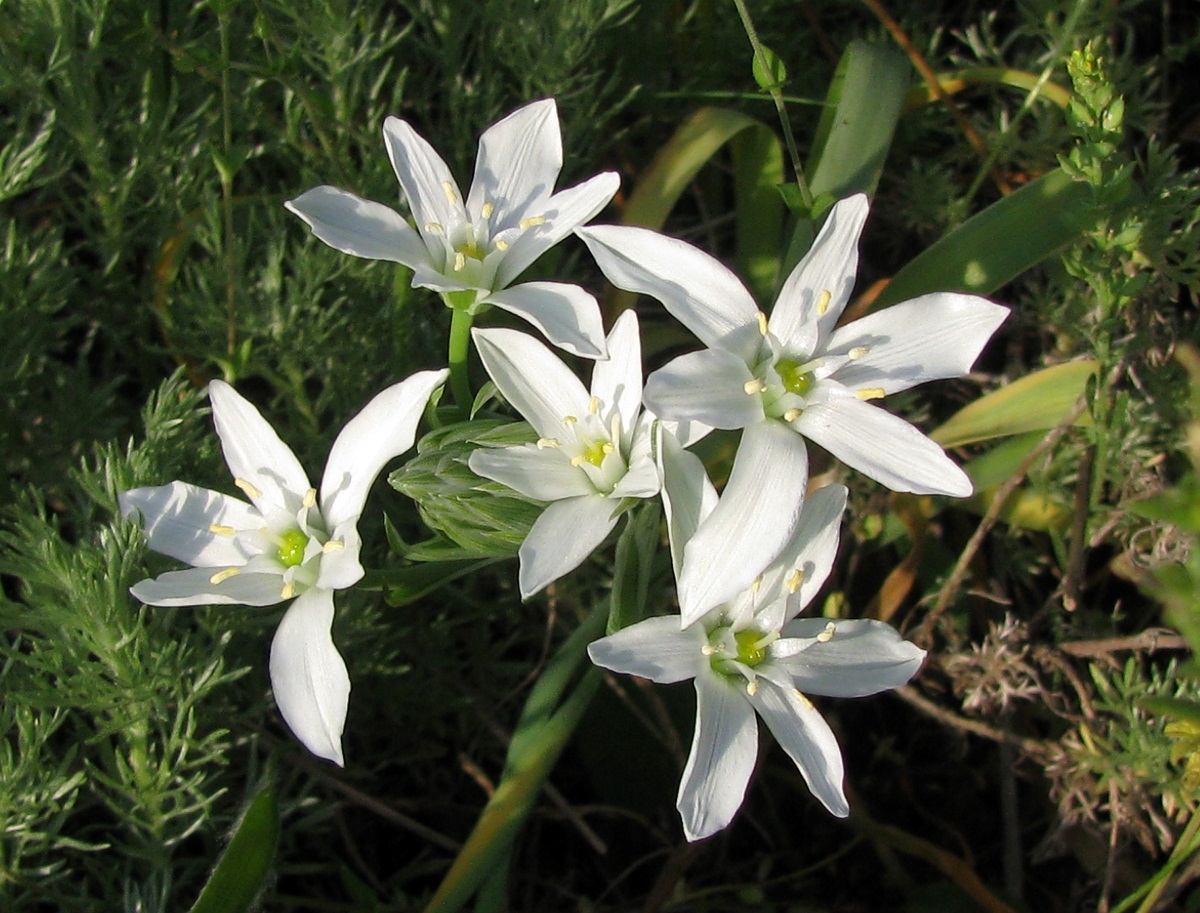 Изображение особи Ornithogalum kochii.