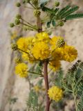 Vachellia nilotica. Часть побега с распустившимися и бутонизирующими соцветиями. Египет, окр. Марса-Алама, в культуре. 2 мая 2010 г.