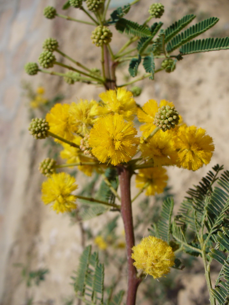 Изображение особи Vachellia nilotica.