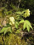 Sambucus sibirica. Молодое цветущее растение на мохово-каменистом залесённом склоне. Пермский край, окр. г. Красновишерск, левый берег р. Вишера, Камень Ветлан. 10.06.2013.