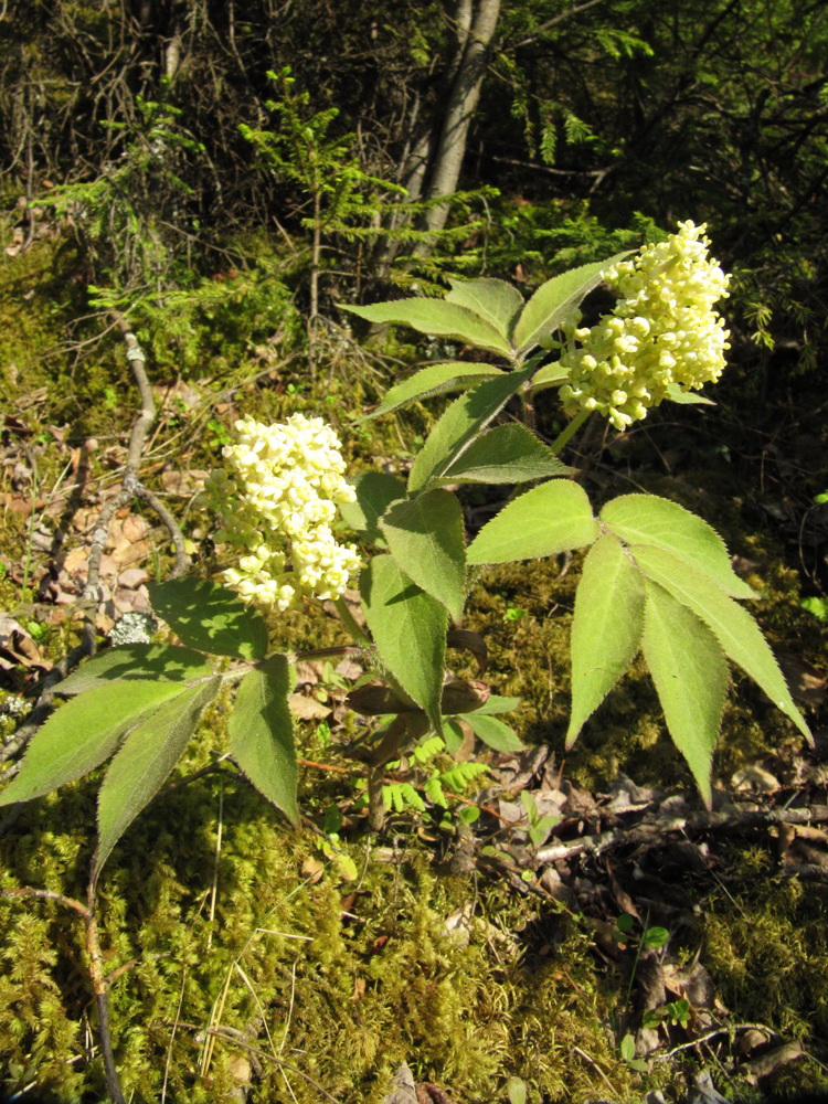 Image of Sambucus sibirica specimen.