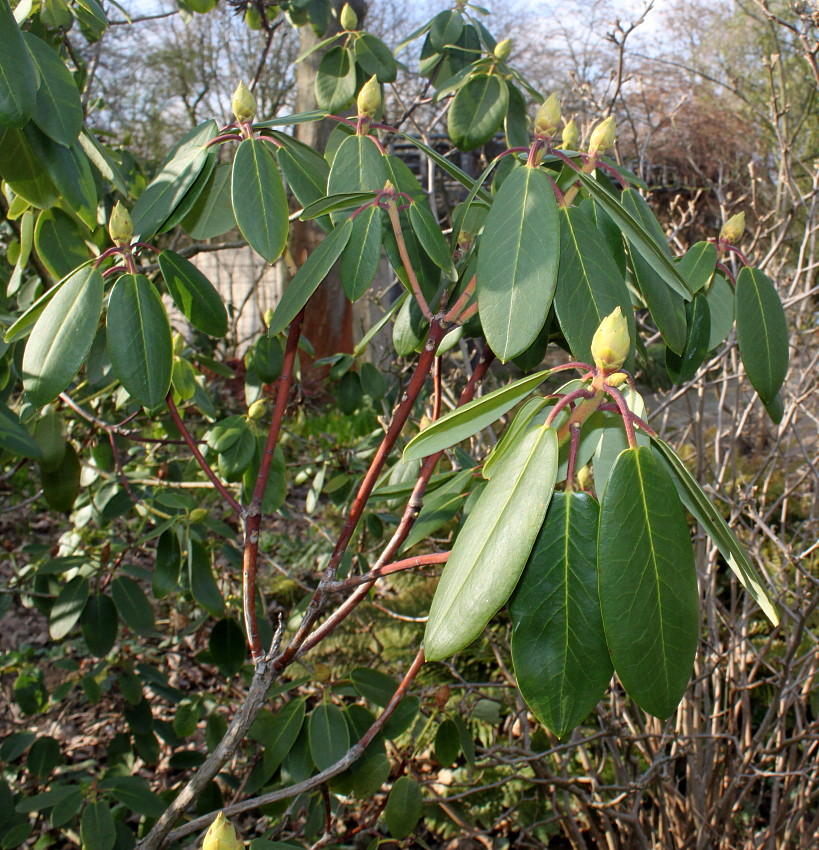 Image of Rhododendron sutchuenense specimen.