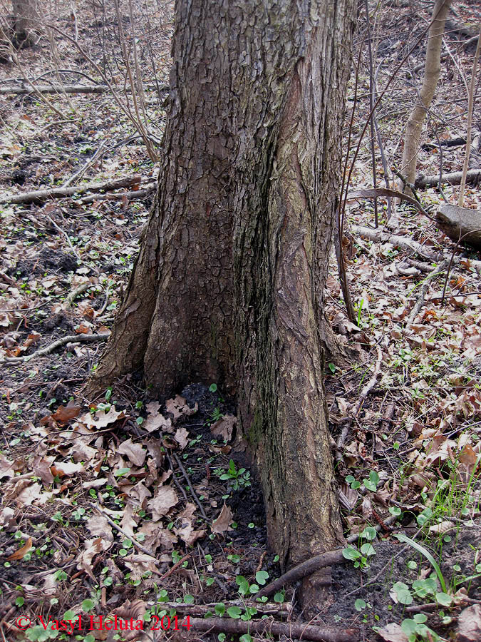 Изображение особи род Ulmus.