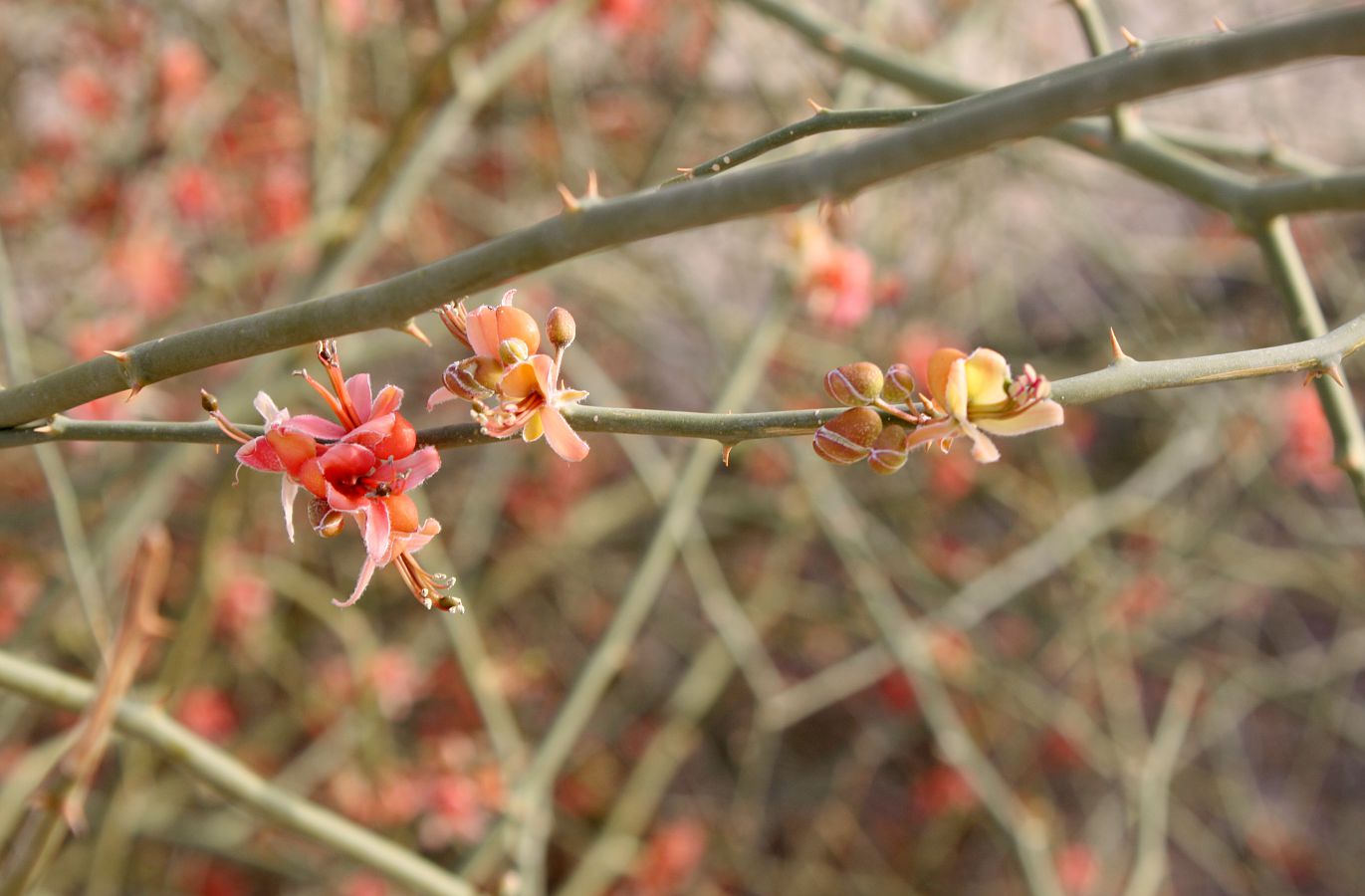 Изображение особи Capparis decidua.