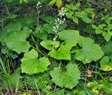 Adenocaulon adhaerescens