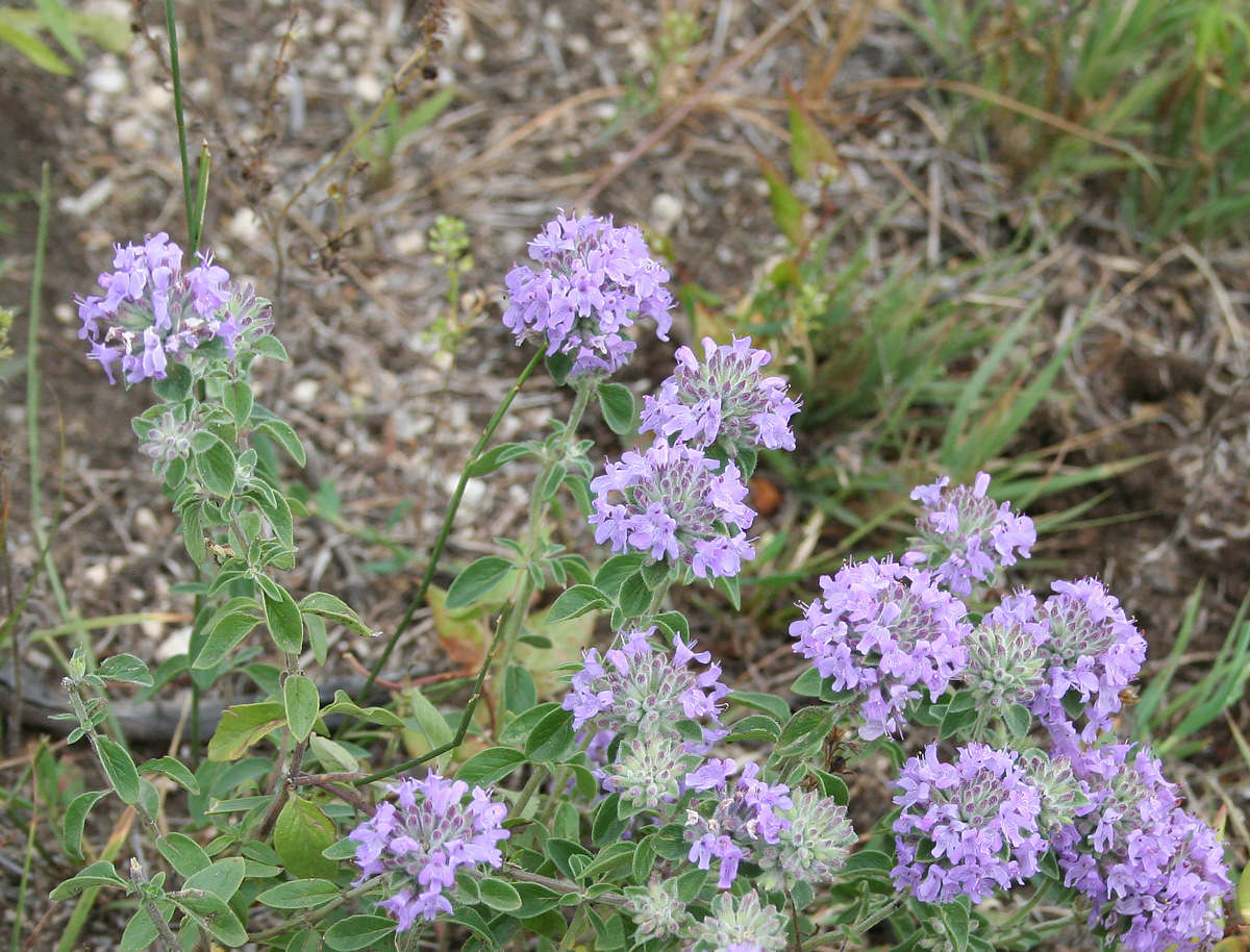 Изображение особи Ziziphora clinopodioides.