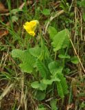 Primula veris. Цветущее растение. Краснодарский край, окр. пос. Мезмай, Курджипское ущелье. 29.04.2014.