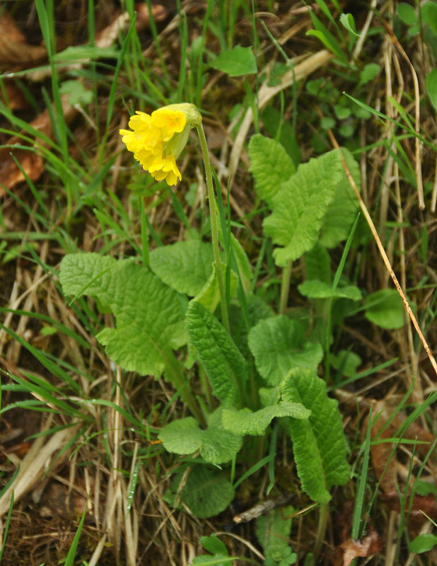 Image of Primula veris specimen.