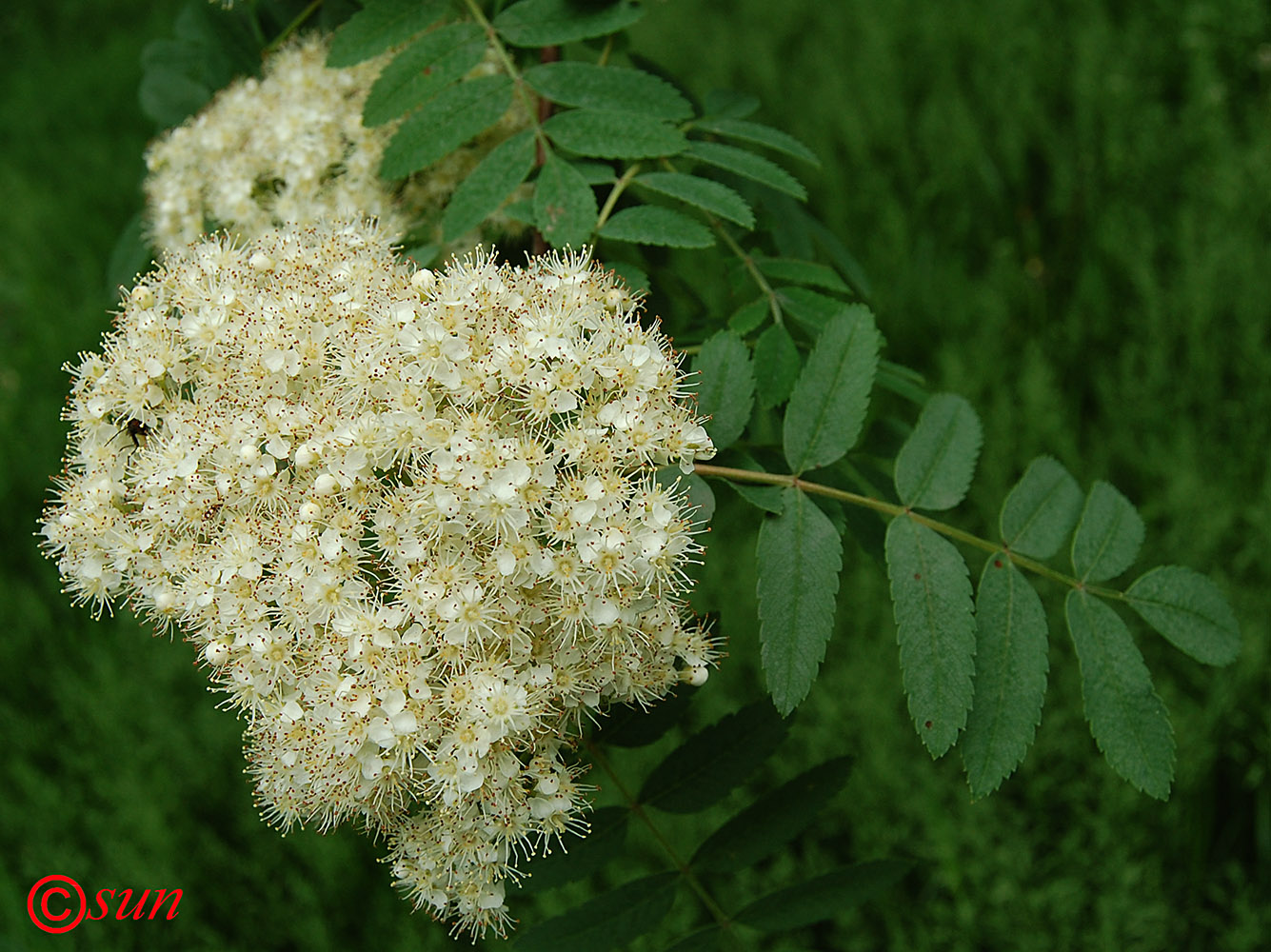 Изображение особи Sorbus aucuparia.