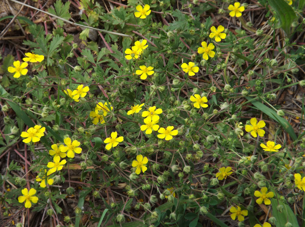 Изображение особи род Potentilla.