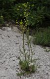 Apiaceae