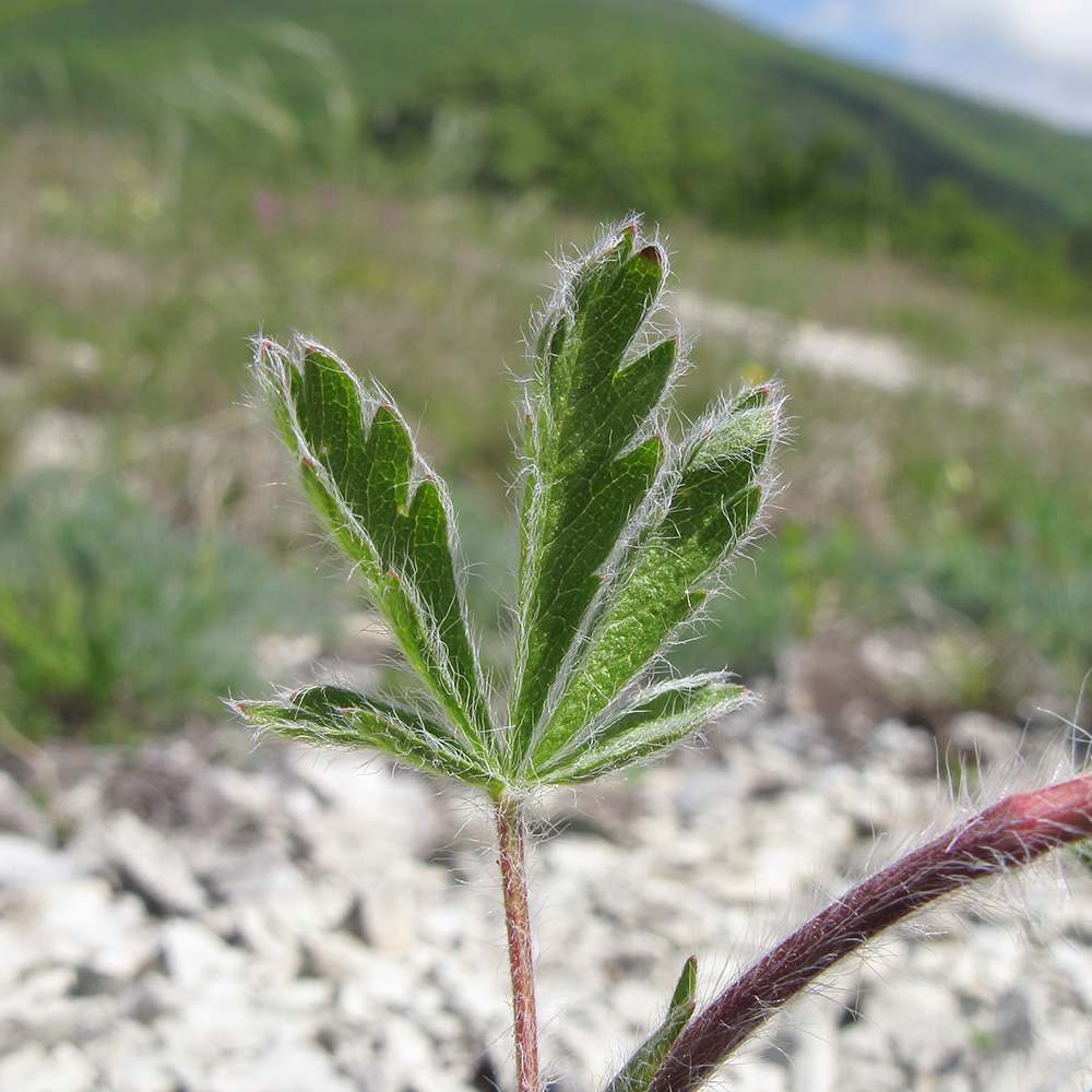 Изображение особи Potentilla callieri.