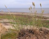 Agropyron pectinatum