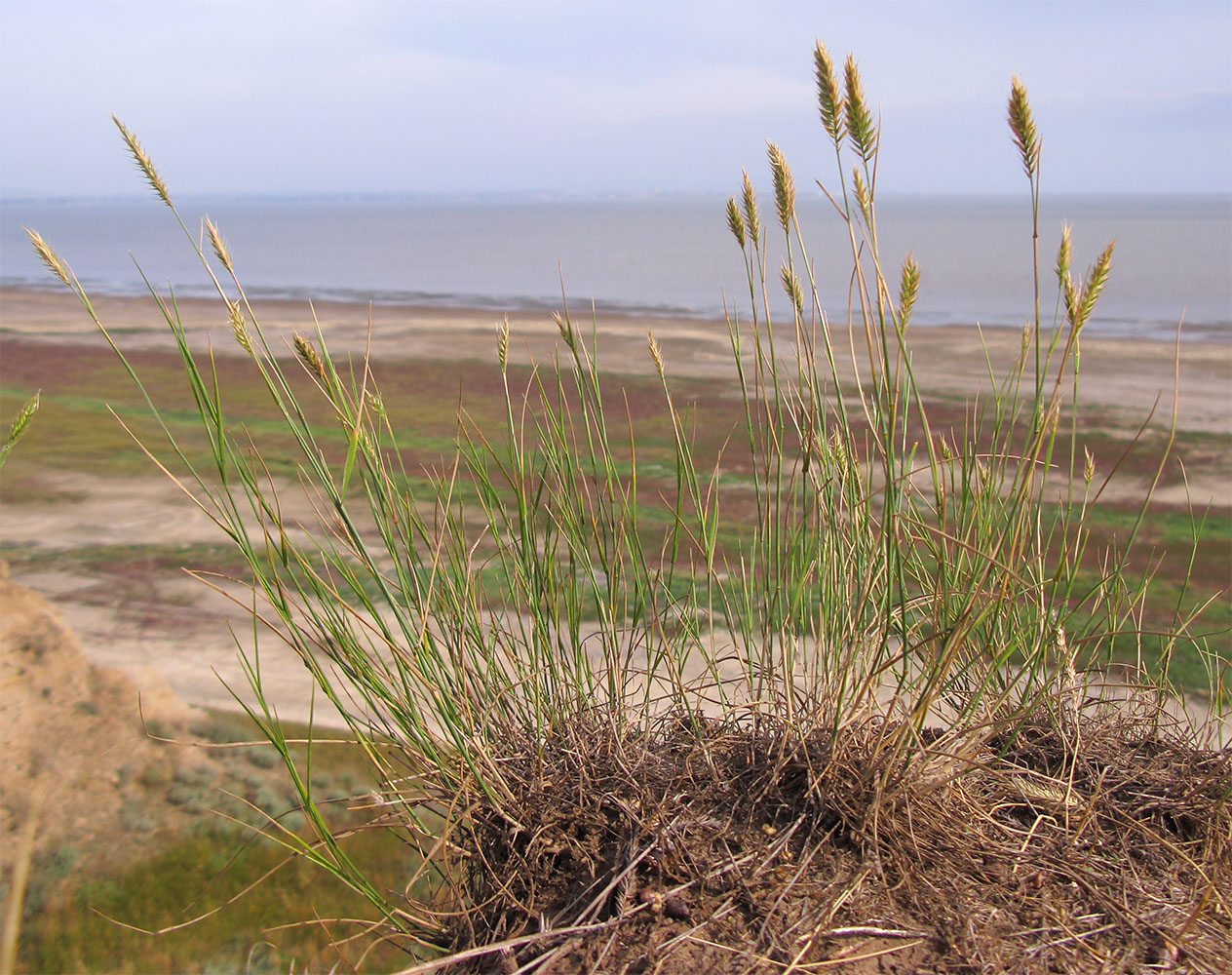 Изображение особи Agropyron pectinatum.