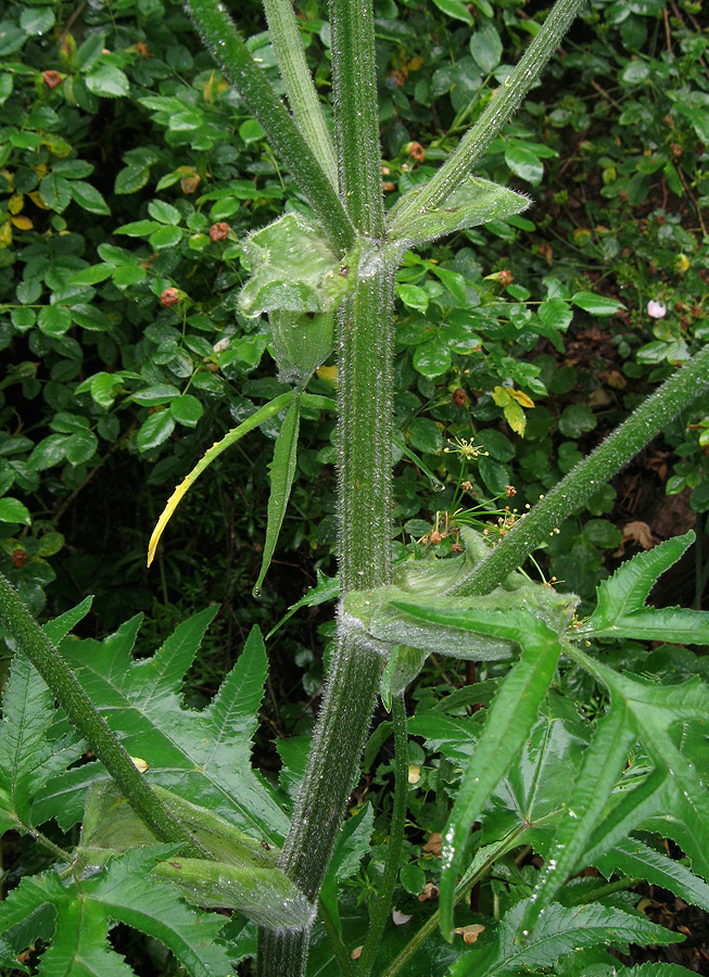 Image of genus Heracleum specimen.