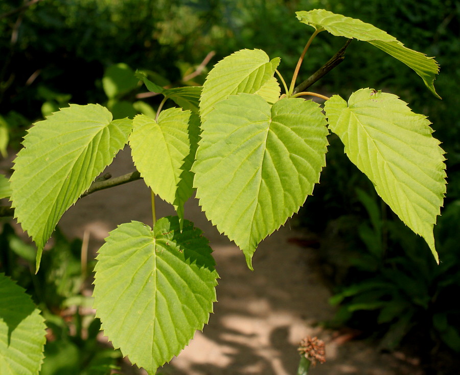 Image of Davidia involucrata var. vilmoriniana specimen.