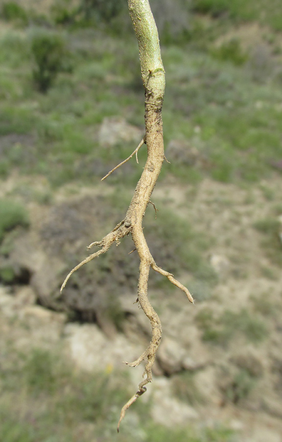 Image of Thymelaea passerina specimen.