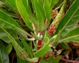 Oenothera macrocarpa