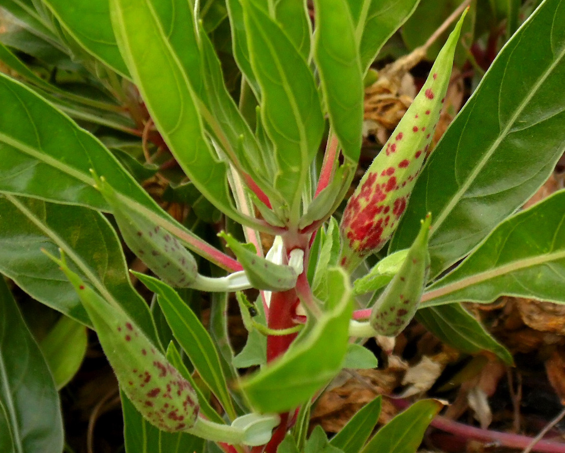 Изображение особи Oenothera macrocarpa.