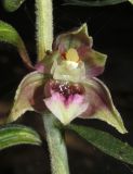 Epipactis helleborine