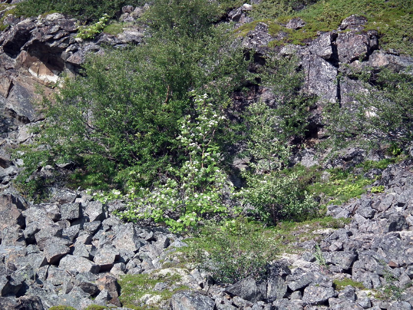 Изображение особи Sorbus aucuparia ssp. glabrata.