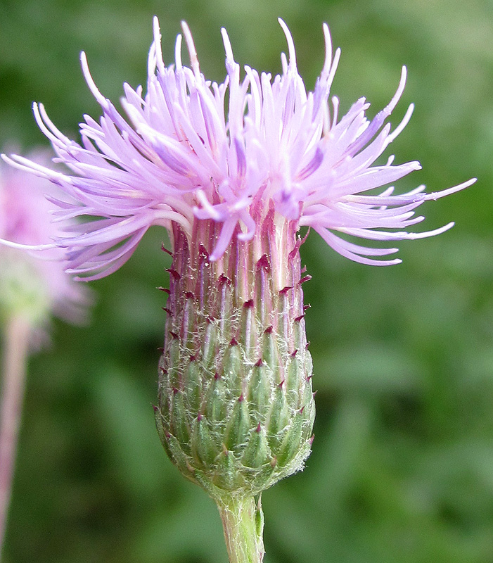 Image of Cirsium arvense specimen.