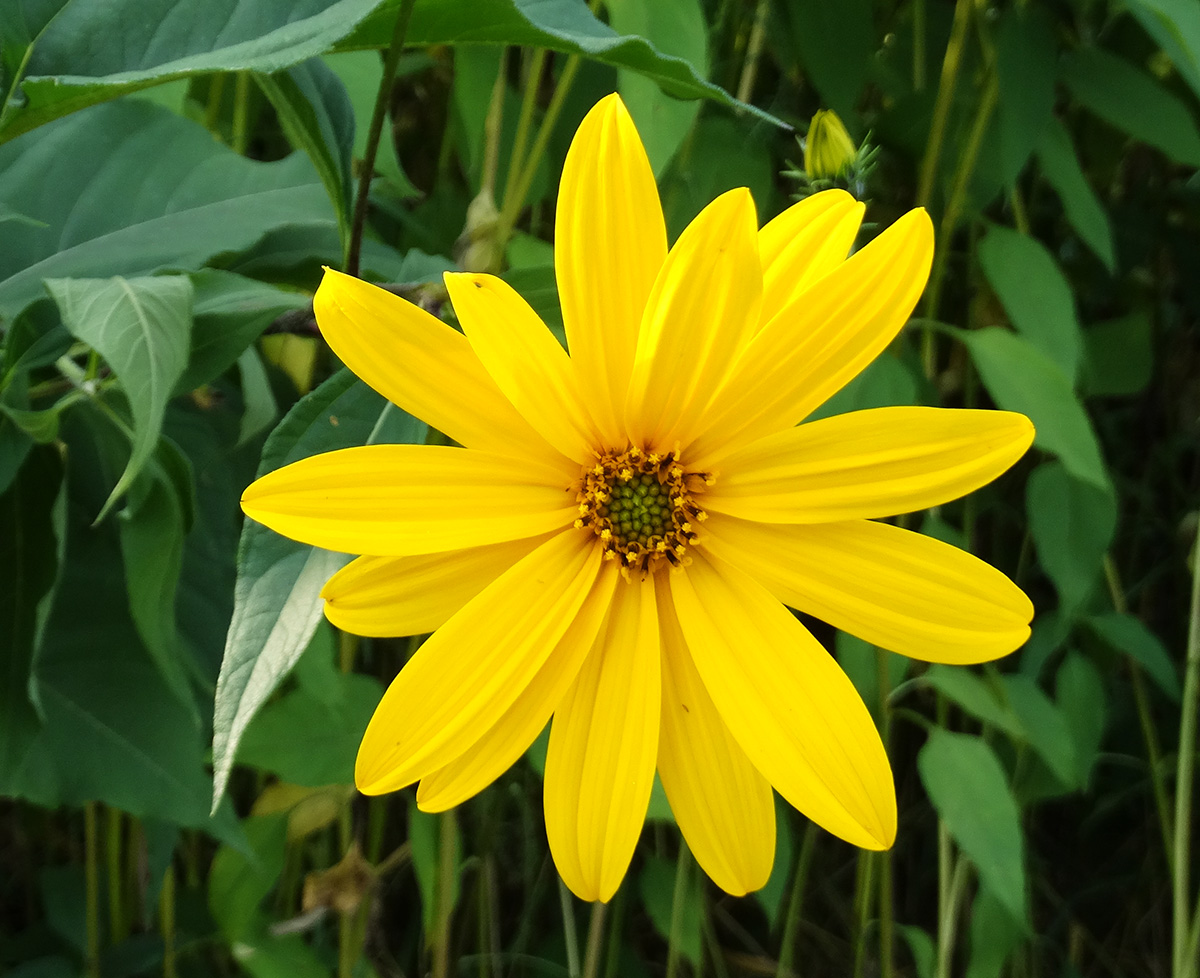 Изображение особи Helianthus tuberosus.