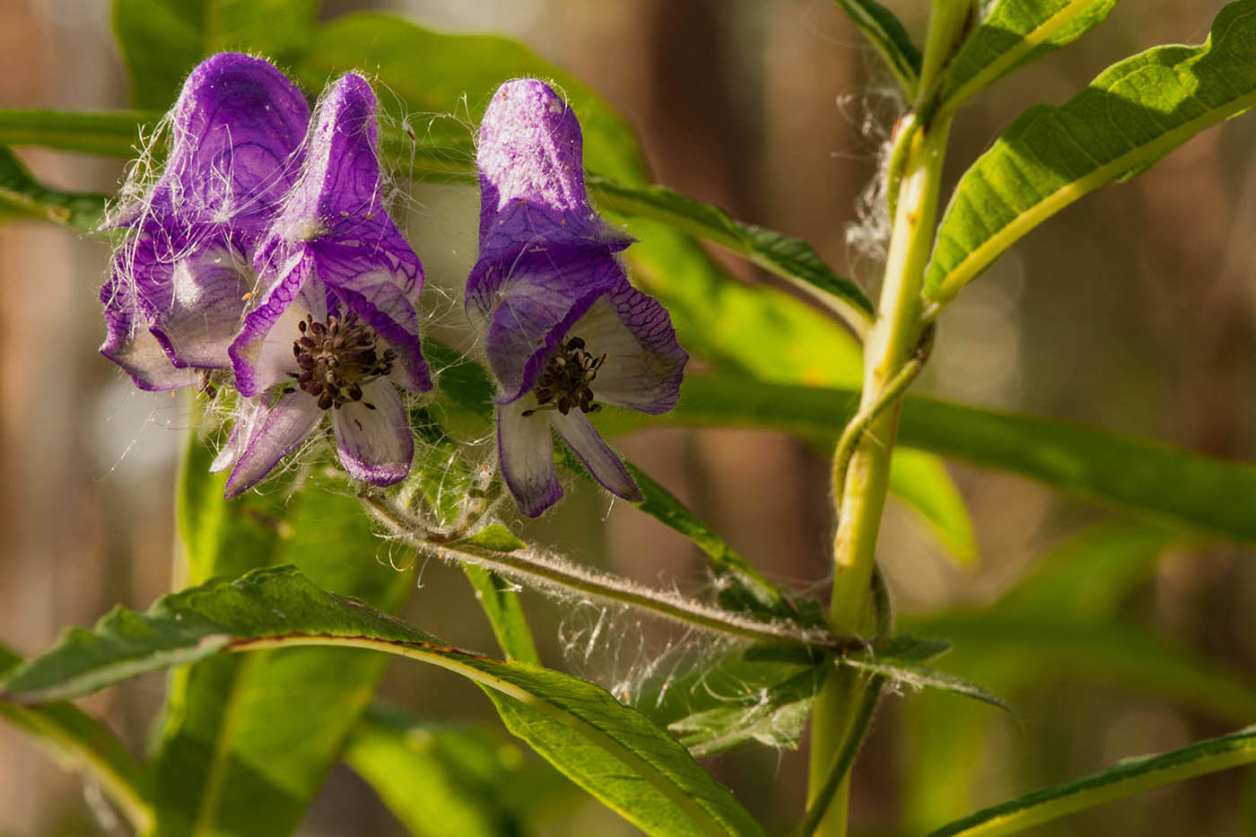 Изображение особи Aconitum volubile.